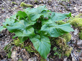 Arum maculatum